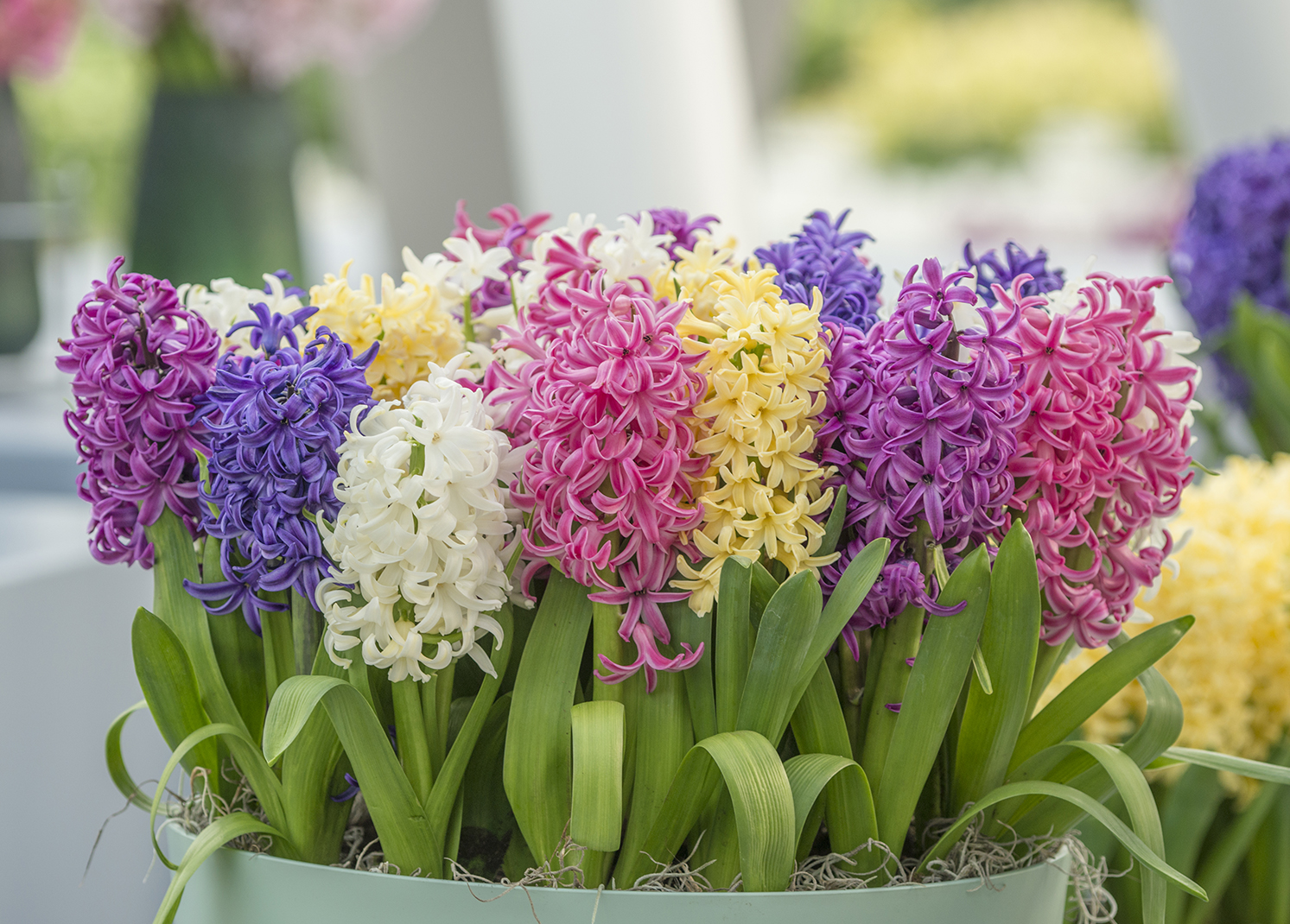 Hyacinthus mix_EBR5041 UITSNEDE