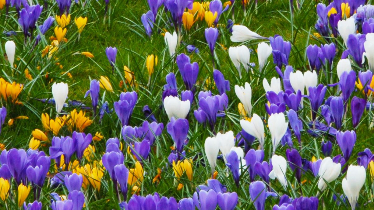 colour carnival UITSNEDE