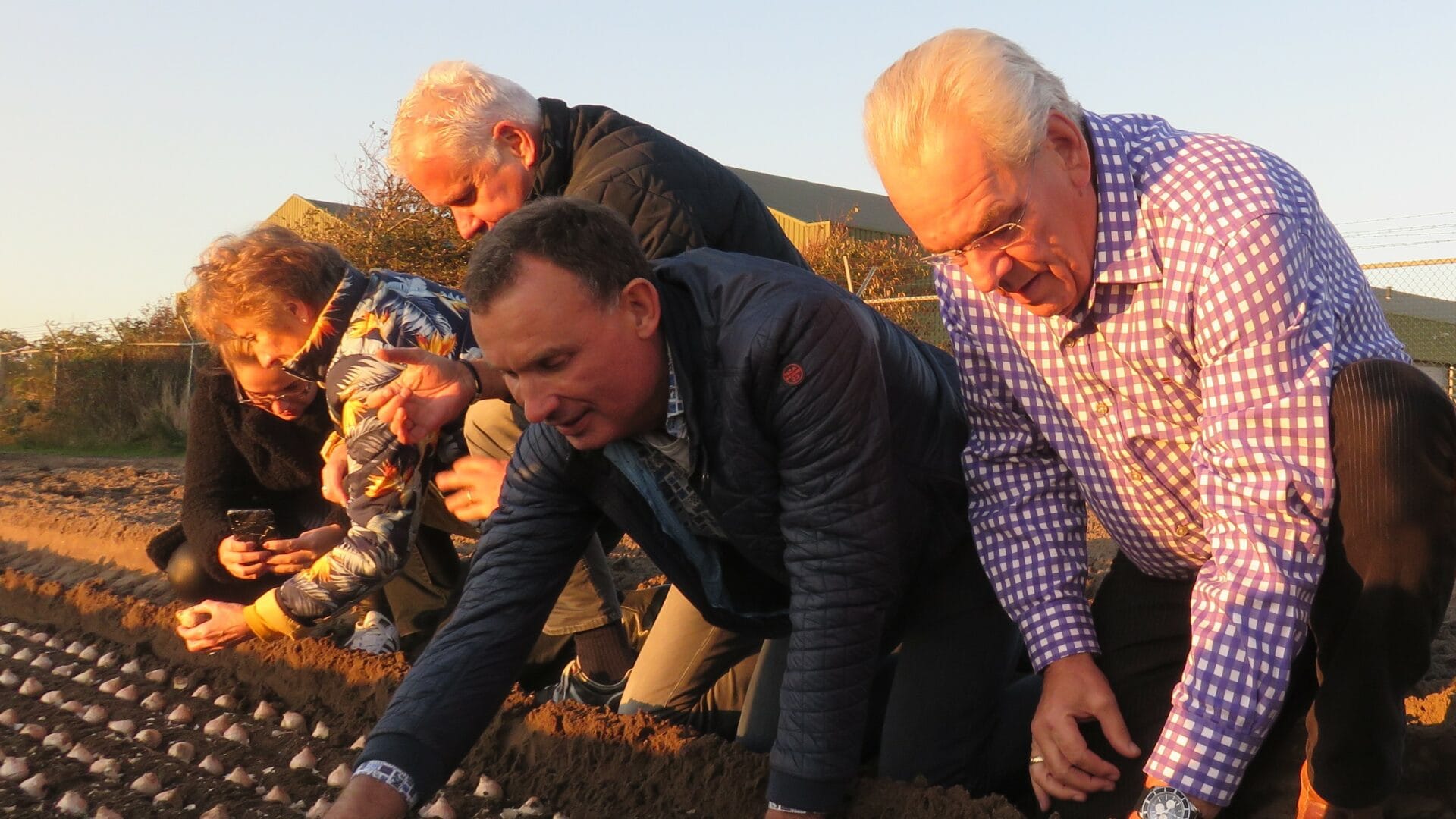 Bestuur plant hyacintenbollen